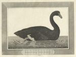 Black Swan of Cape Dieman, 1810