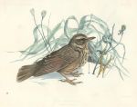 Redwing, hand coloured lithograph, 1850