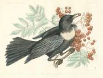 Ring Ouzel, hand coloured lithograph, 1850