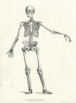 Human Skeleton, 1813