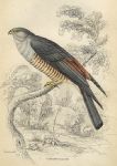 Cuckoo Falcon, 1837