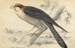 Rufous Necked Falcon, 1837