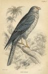 Grey Falcon, 1837