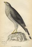 Black Chinned Gosshawk, 1837