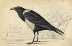 Senegal White Backed Crow, 1837