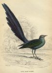 Long Tailed Grakle, 1837