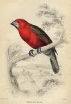 Crimson Nut Grakle, 1837