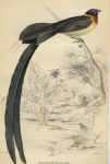 Broad Shafted Widah Finch, 1837