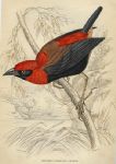 Crimson Crowned Weaver, 1837