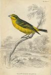 Yellow Rumped Bullfinch, 1837
