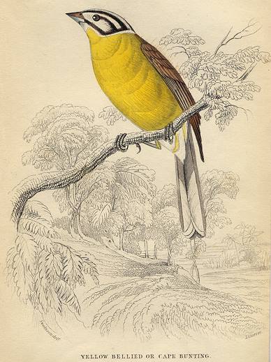 Yellow Bellied or Cape Bunting, 1837