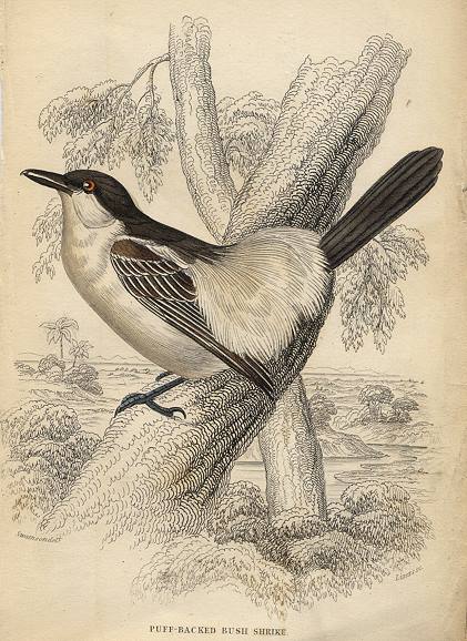 Puff Backed Bush Shrike, 1837