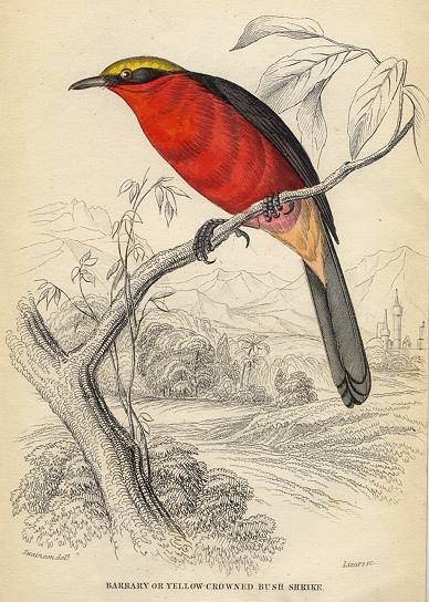 Barbary or Yellow-Crowned Bush Shrike, 1837