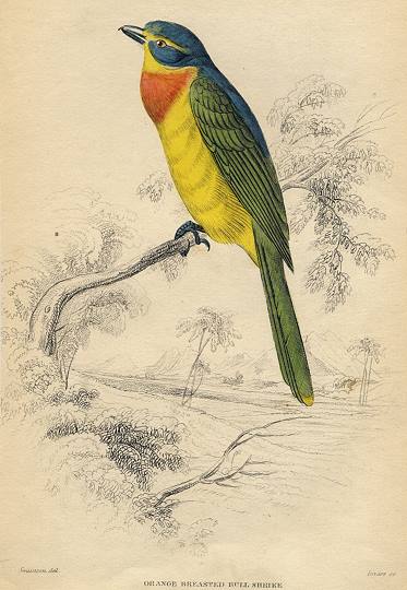 Orange Breasted Bush Shrike, 1837
