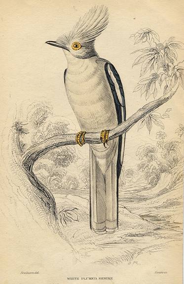 White Plumed Shrike, 1837