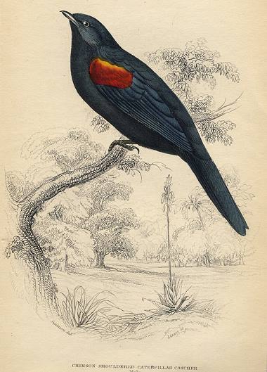Crimson Shouldered Caterlillar Catcher (male), 1837
