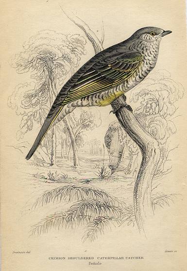 Crimson Shouldered Caterlillar Catcher (female), 1837