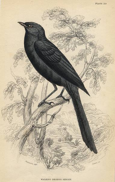 Walking Drongo Shrike, 1837