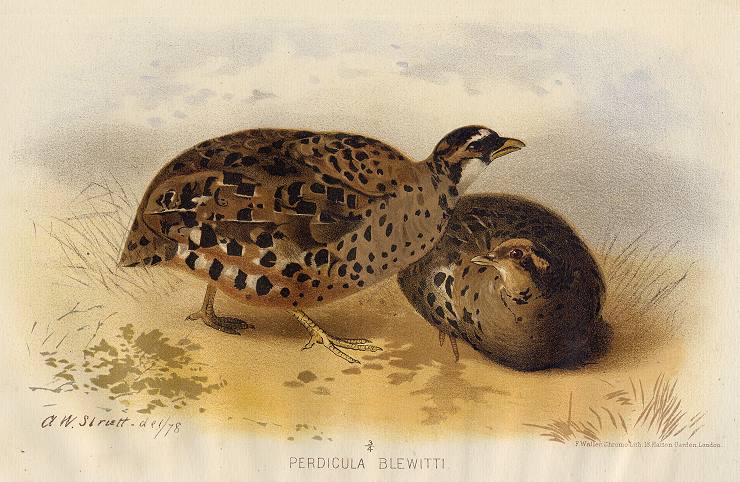 Perdicula Blewitti, 1890