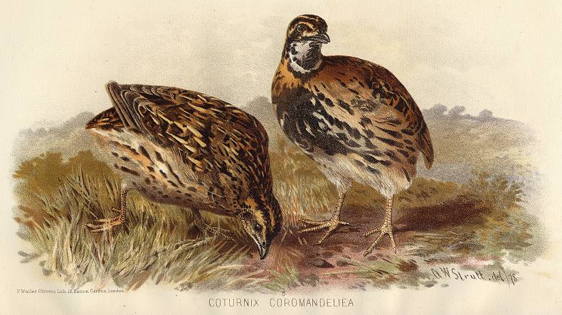 Coturnix Coromandeliea, 1890