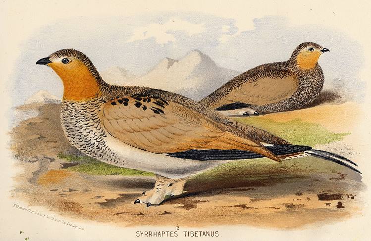 Syrrhaptes Tibetanus, 1890