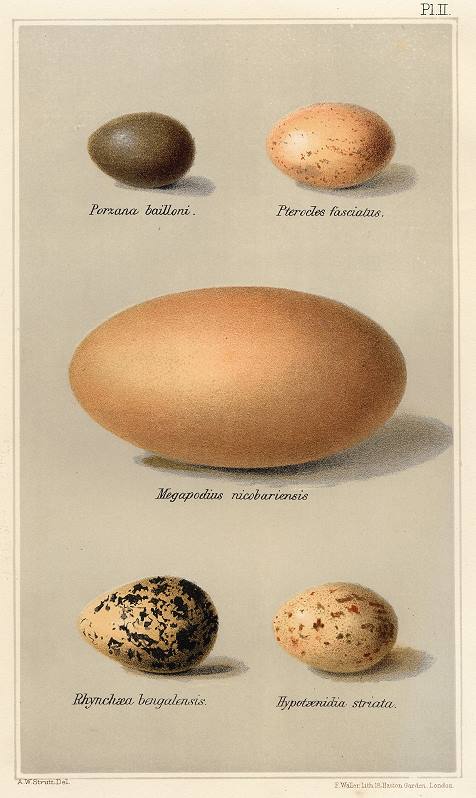 Eggs, from Game Birds of India, 1890