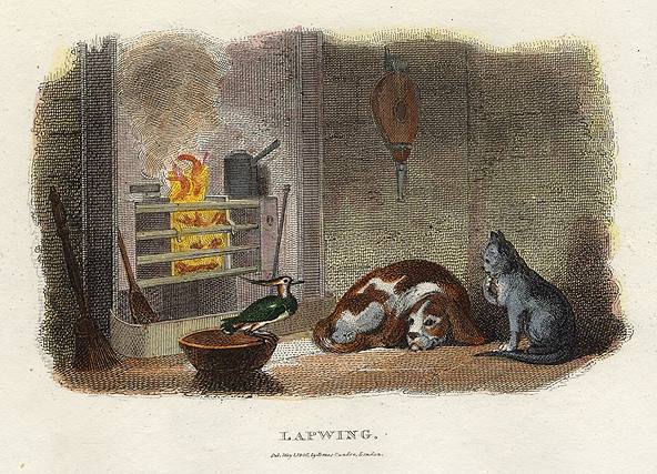 Lapwing, dog and cat, 1806