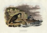Cormorant, 1806