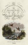 Ducks, Title page for Naturalists cabinet, 1806