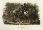 Flamingo, 1806