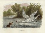 Goose, 1806