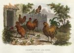 Domestic Cock & Hens, 1806