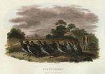 Partridges, 1806