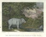 Africa, Hippo of the Cape of Good Hope, 1812