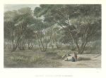 Australia, Mallee Scrub, River Murray, 1873