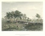 Australia, Stampede of Pack Horses in Northern Territory, 1873