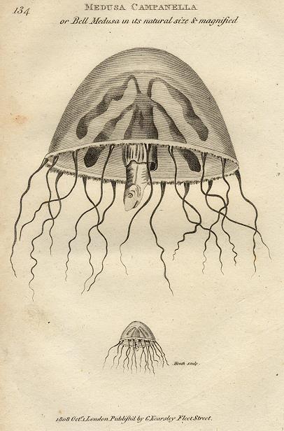 Medusa Campanella (Bell Medusa), 1809
