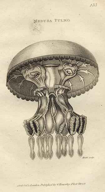 Medusa Pulmo, 1809