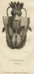 Cuttle Fish dissected, 1809