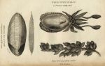 Cuttle Fish, Sea Grapes (eggs) & Cuttle bone, 1809