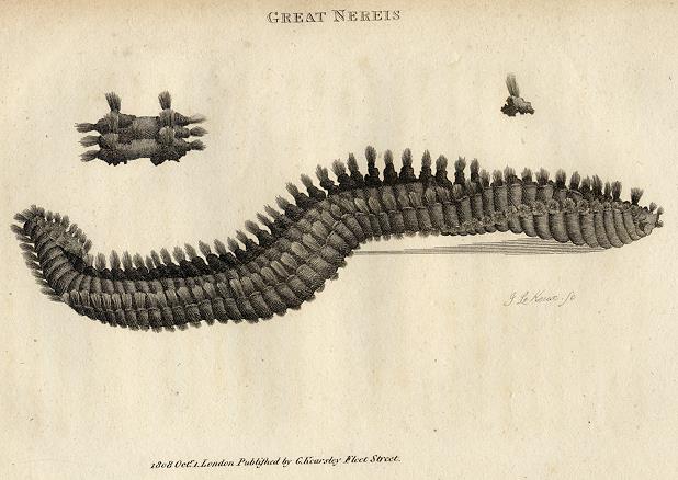 Great Nereis (bristle worm), 1809