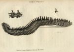 Great Nereis (bristle worm), 1809