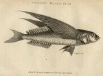 Oceanic Flying Fish, 1809