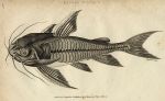 Ribbed Silurus (catfish), 1809