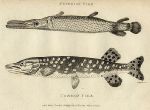Common Pike, 1809