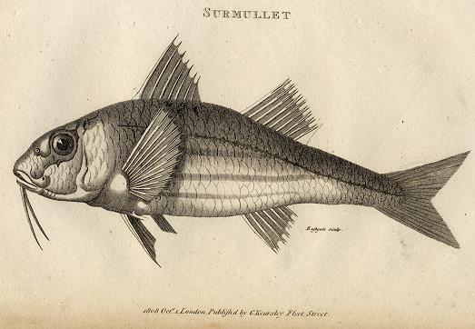Red Mullet (surmullet), 1809