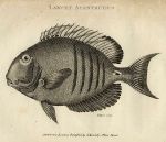 Surgeon Fish, 1809