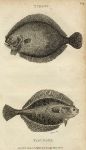Flounder & Turbot, 1809