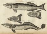 Remora (suckerfish) - Mediterranean & Indian, 1809