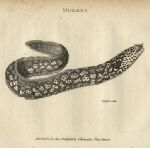 Muraena (Moray eel), 1819